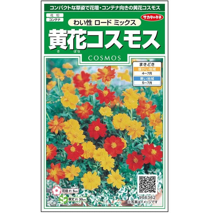 コスモス＿黄花コスモス＿わい性ロードミックス　春秋兼用