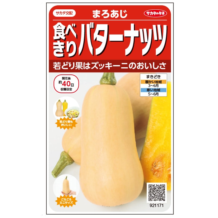 カボチャ＿バターナッツ＿食べきりバターナッツ　春まき