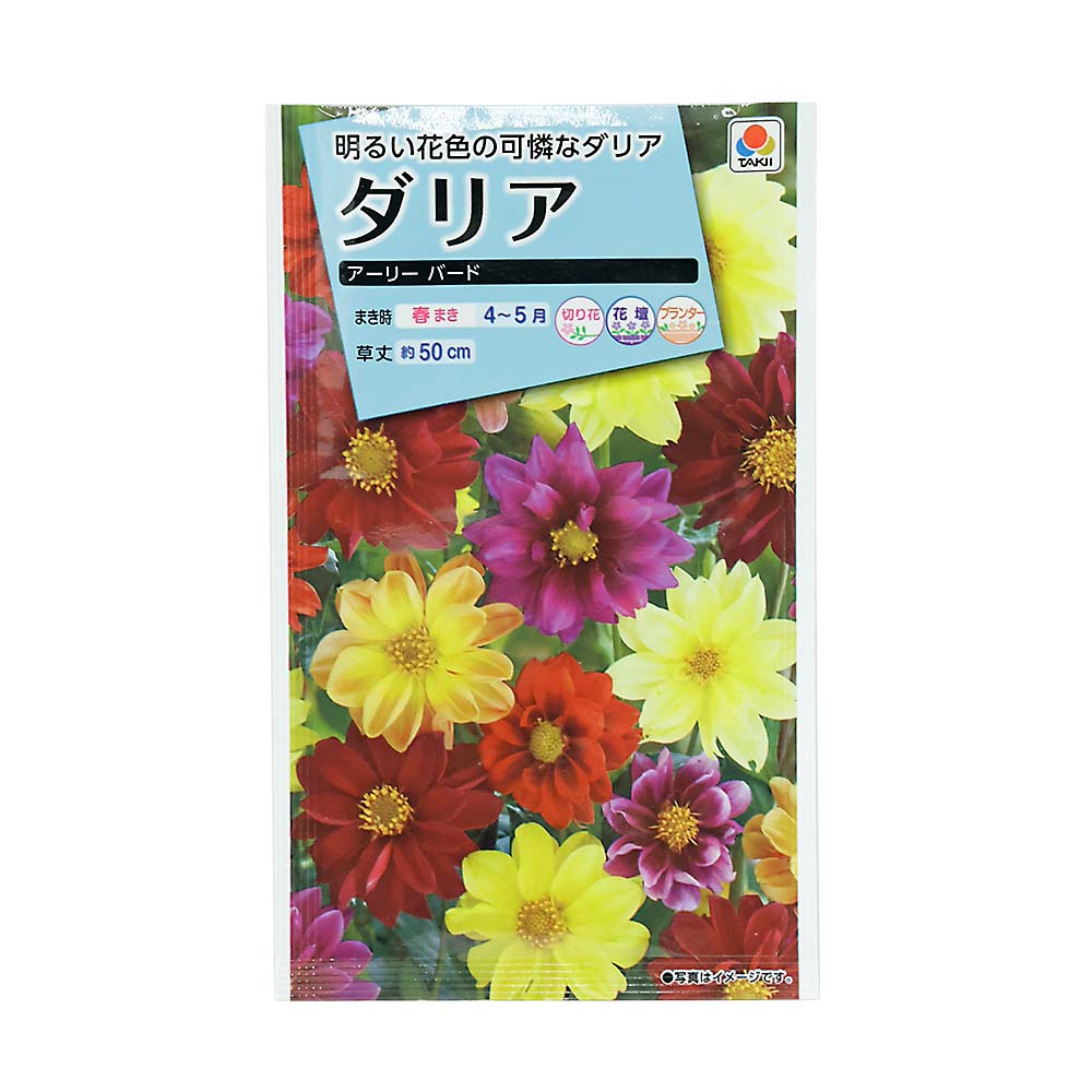ダリア アーリーバード　春まき