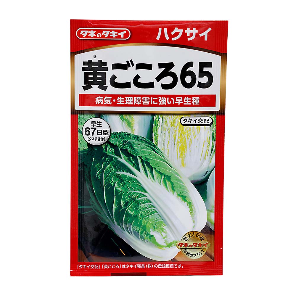 黄ごころ65白菜　AHA016