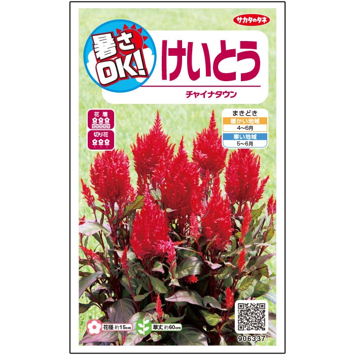けいとう＿暑さＯＫ＿チャイナタウン　春まき