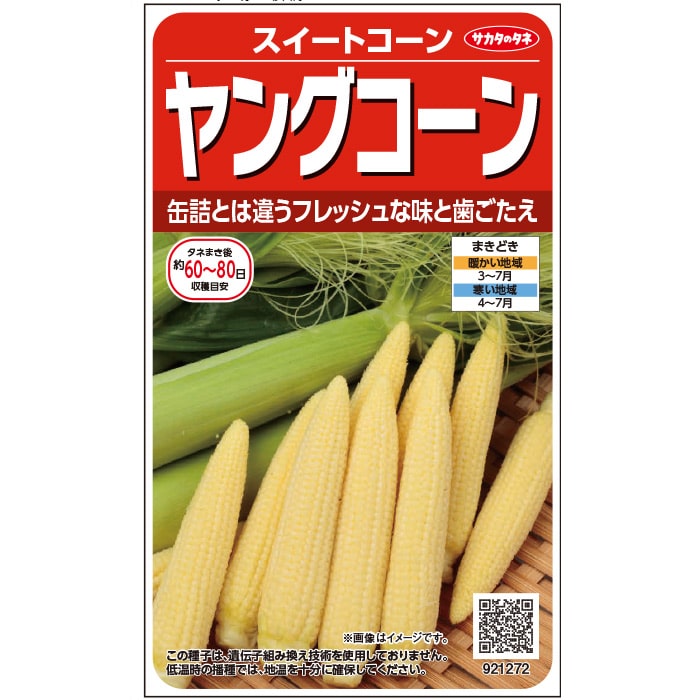 コーン＿スイートコーン＿ヤングコーン　春まき