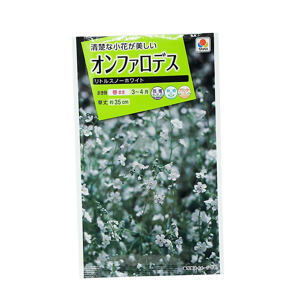 オンファロデス リトルスノーホワイト　春まき