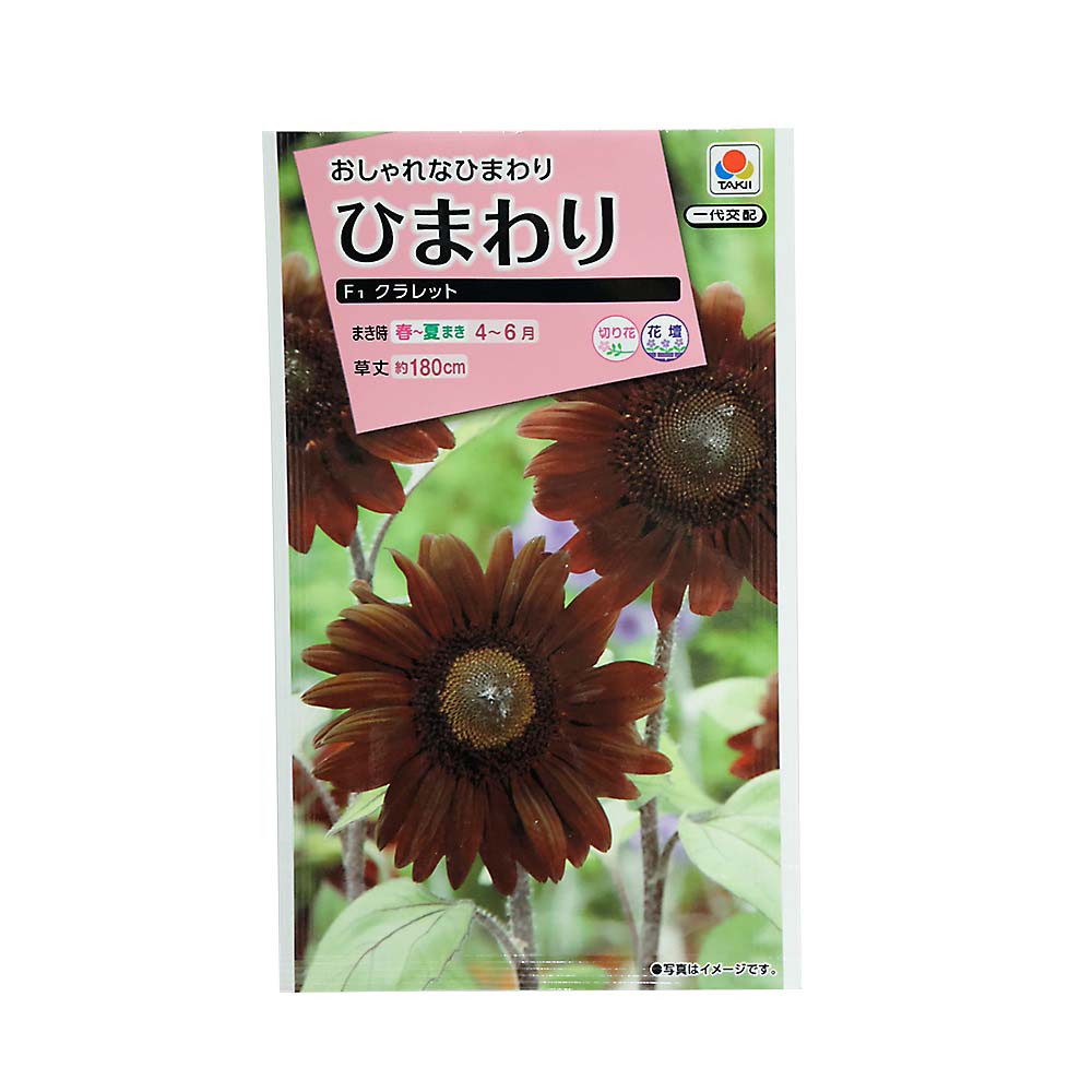 ヒマワリ クラレット　春まき
