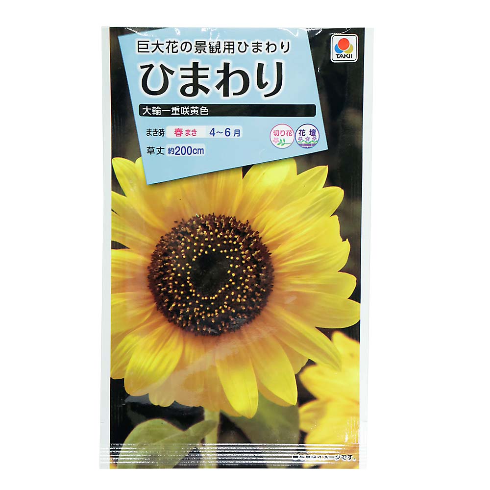 大輪一重咲きひまわり【1袋100g】売れてます ふ