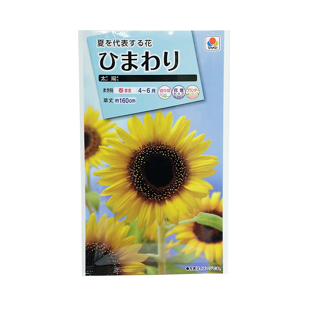 ヒマワリ 太陽　春まき