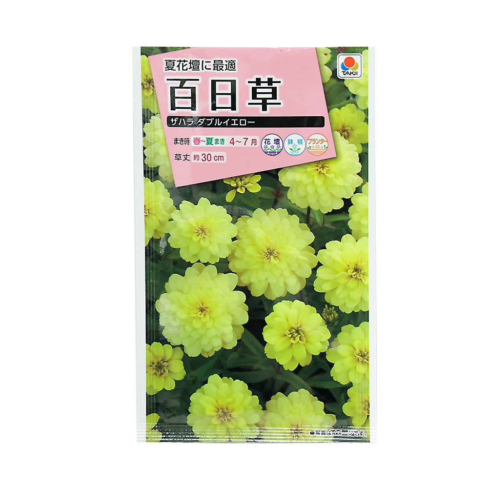 百日草 ザハラダブルイエロー　春まき