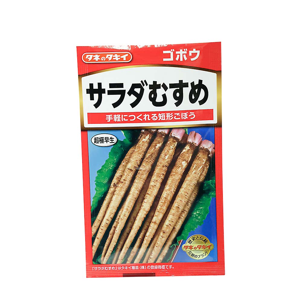 サラダむすめ ゴボウ　春まき
