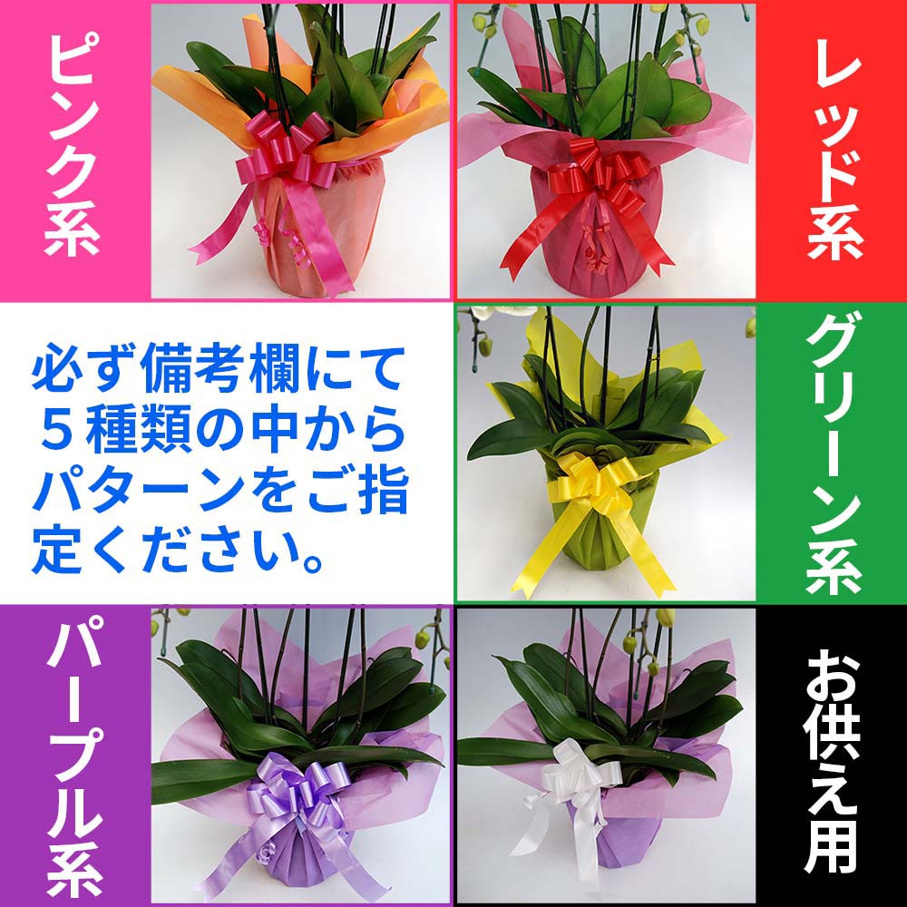 ラッピ　コチョウラン　シロ　３本立　３０輪