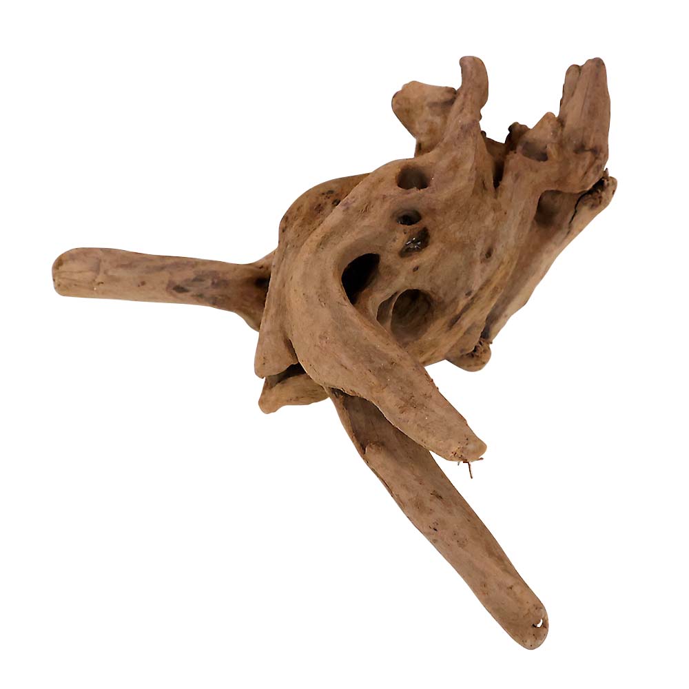 流木マングローブ系プレミアムM 約30cm | ジョイフル本田