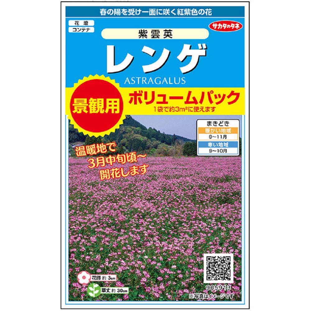 レンゲ_景観用大袋_レンゲ_紫雲英　春秋兼用