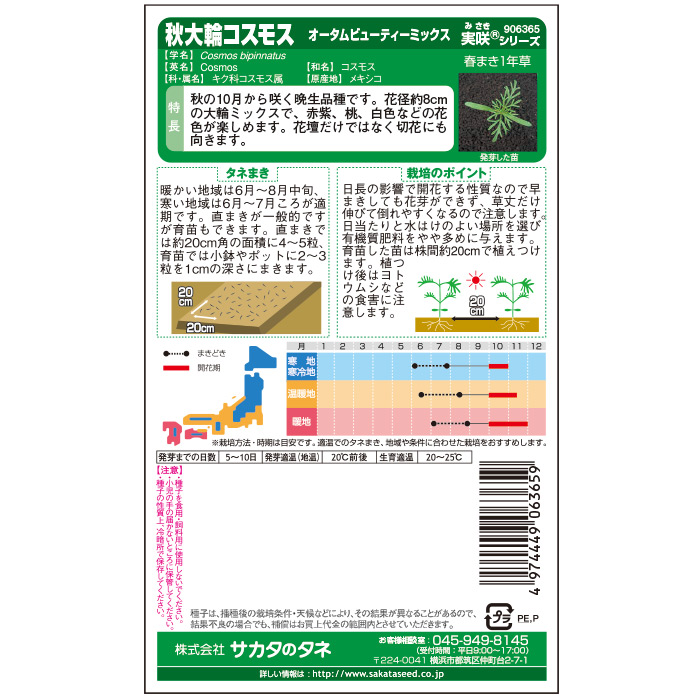 コスモス_秋大輪コスモス　秋まき