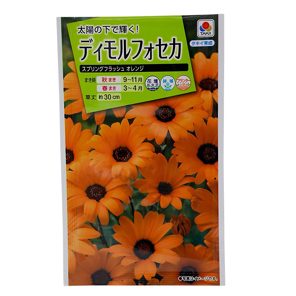 ディモルフォセカ オレンジ　秋まき