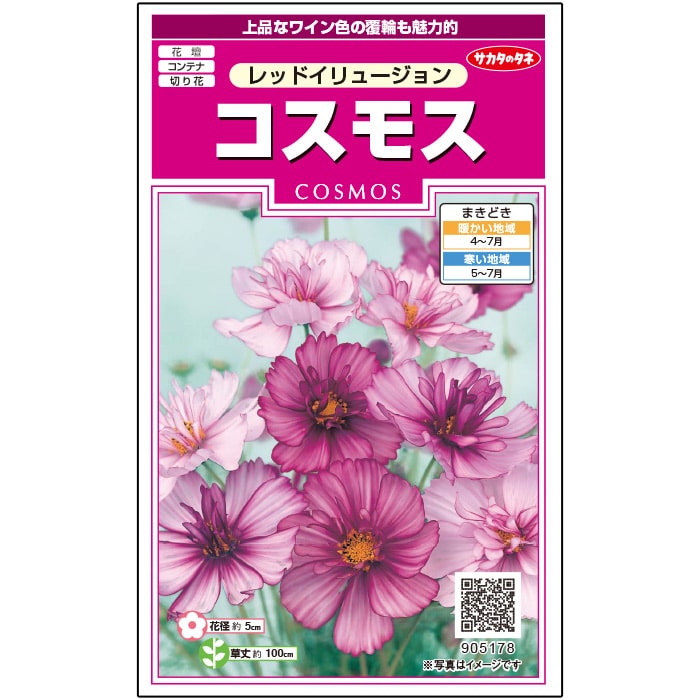 コスモス＿レッドイリュージョン　春まき
