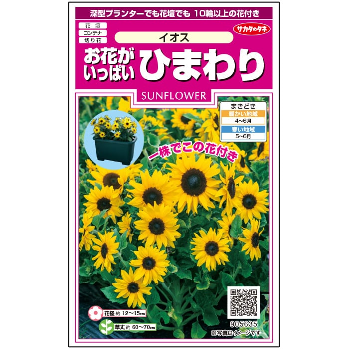 ひまわり＿イオス＿お花がいっぱい　春まき