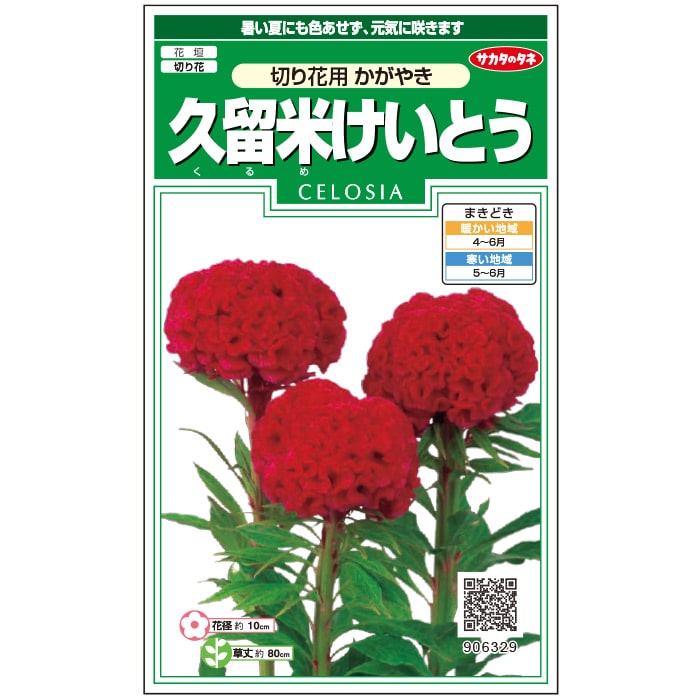 けいとう＿かがやき