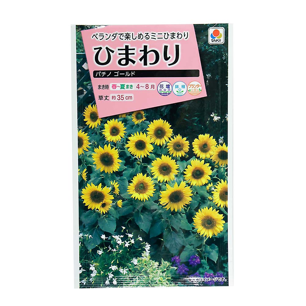 ひまわり パチノゴールド　春まき
