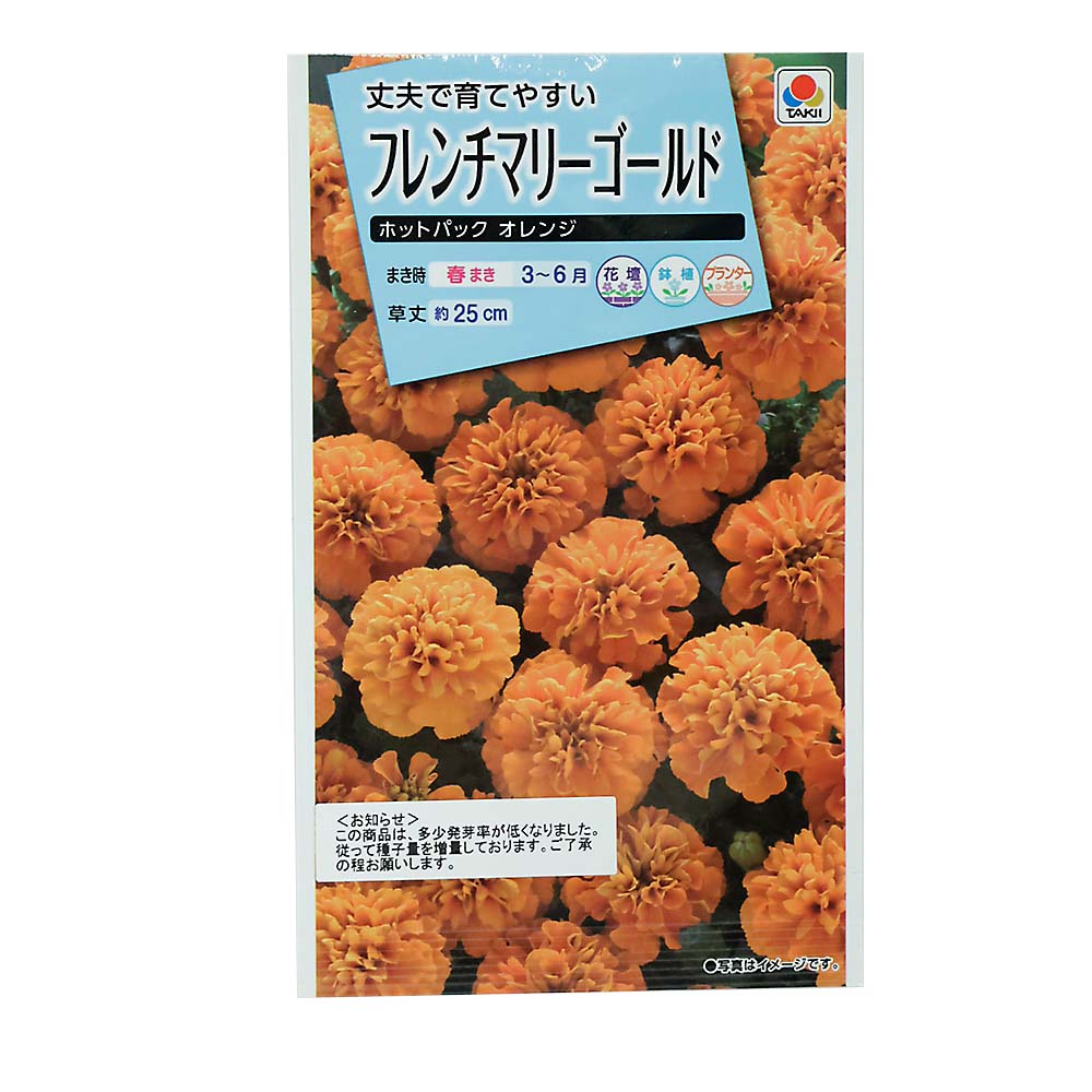 フレンチマリーゴールド ホットパックオレンジ　春まき