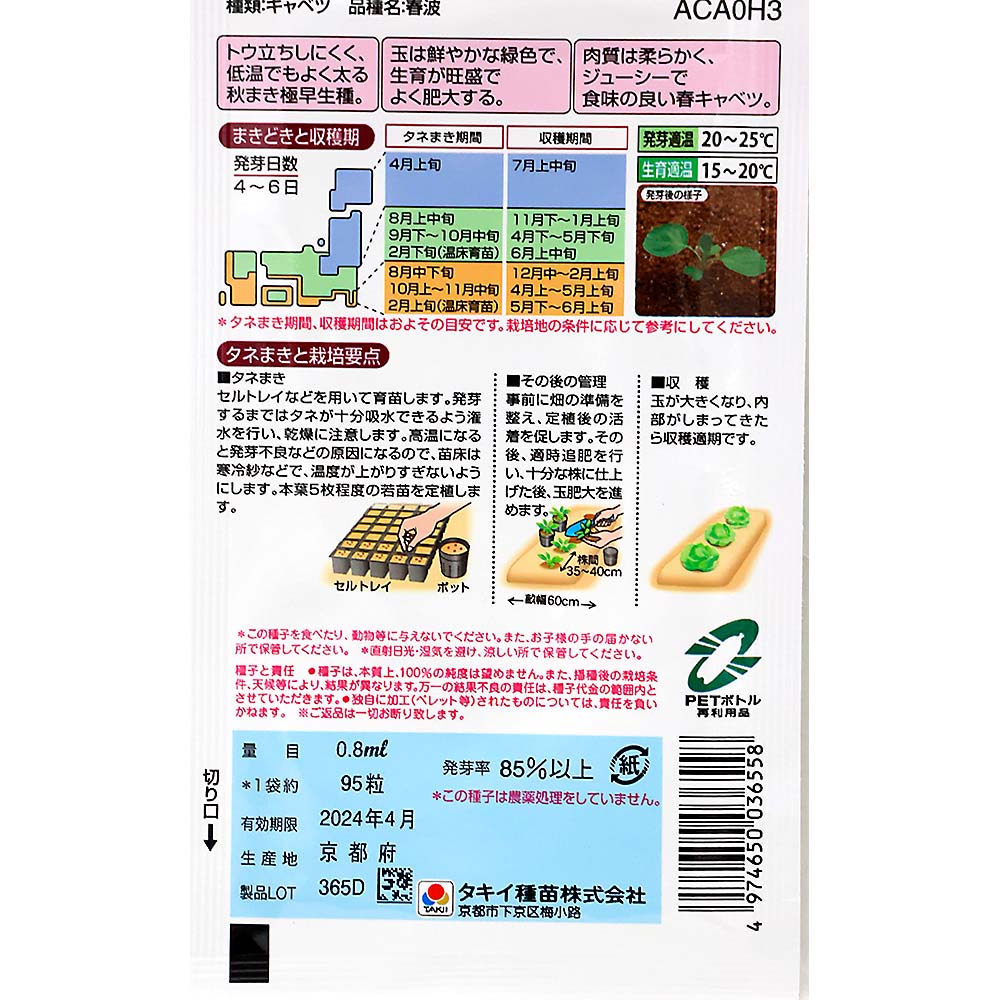 キャベツ 生でもあまい春キャベツ 春波　秋まき