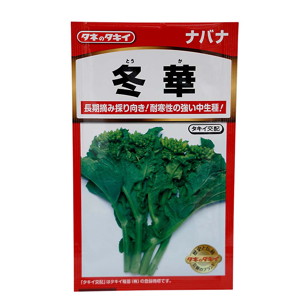 冬華菜花　秋まき