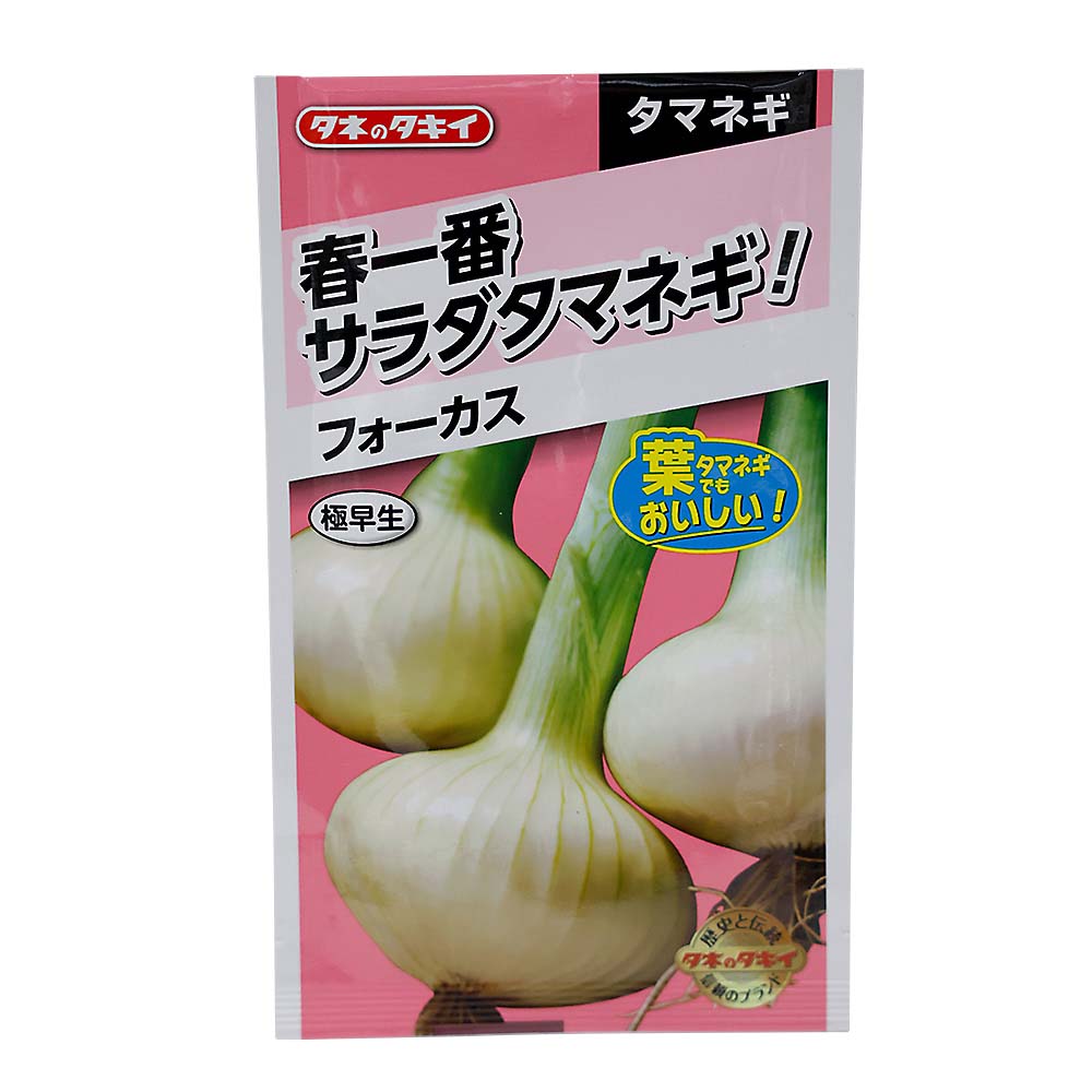 春一番サラダ玉葱 フォーカス　秋まき