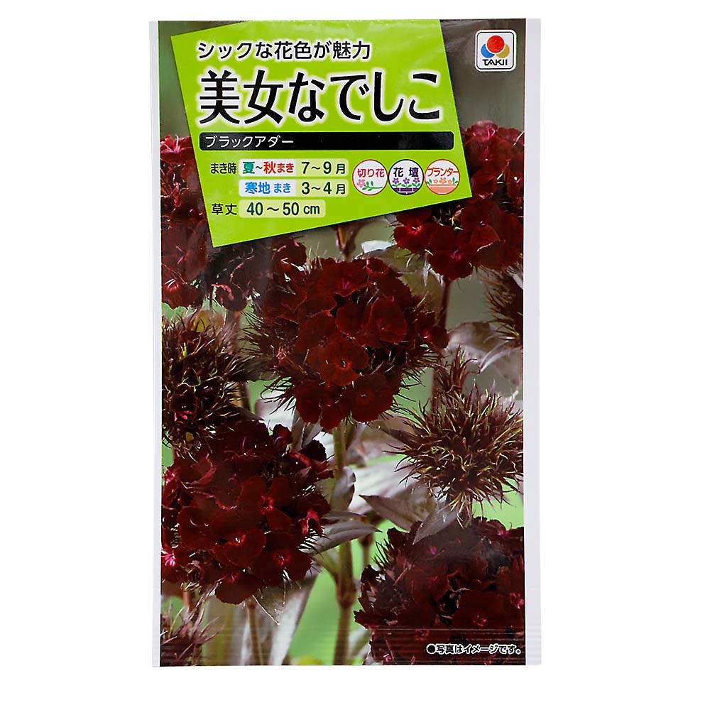 美女なでしこ ブラックアダー　秋まき