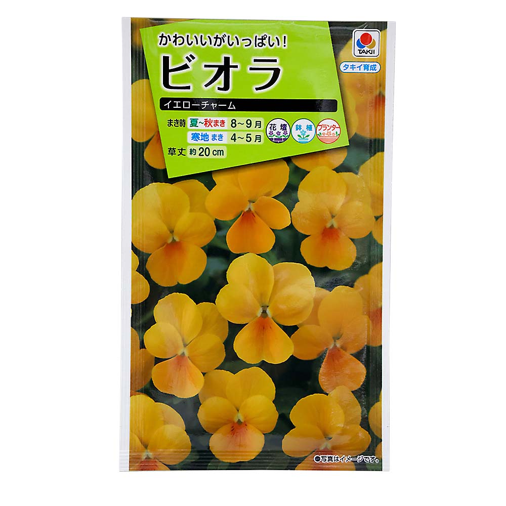 ビオラ イエローチャーム　秋まき