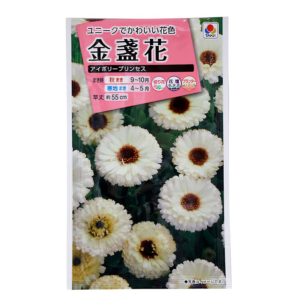 金盞花 アイボリープリンセス　秋まき