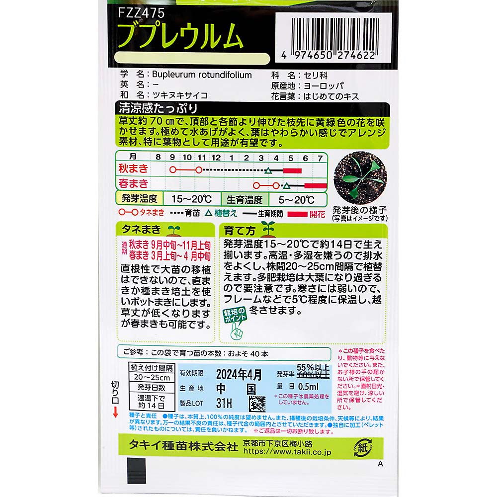 ブプレウルム　秋まき
