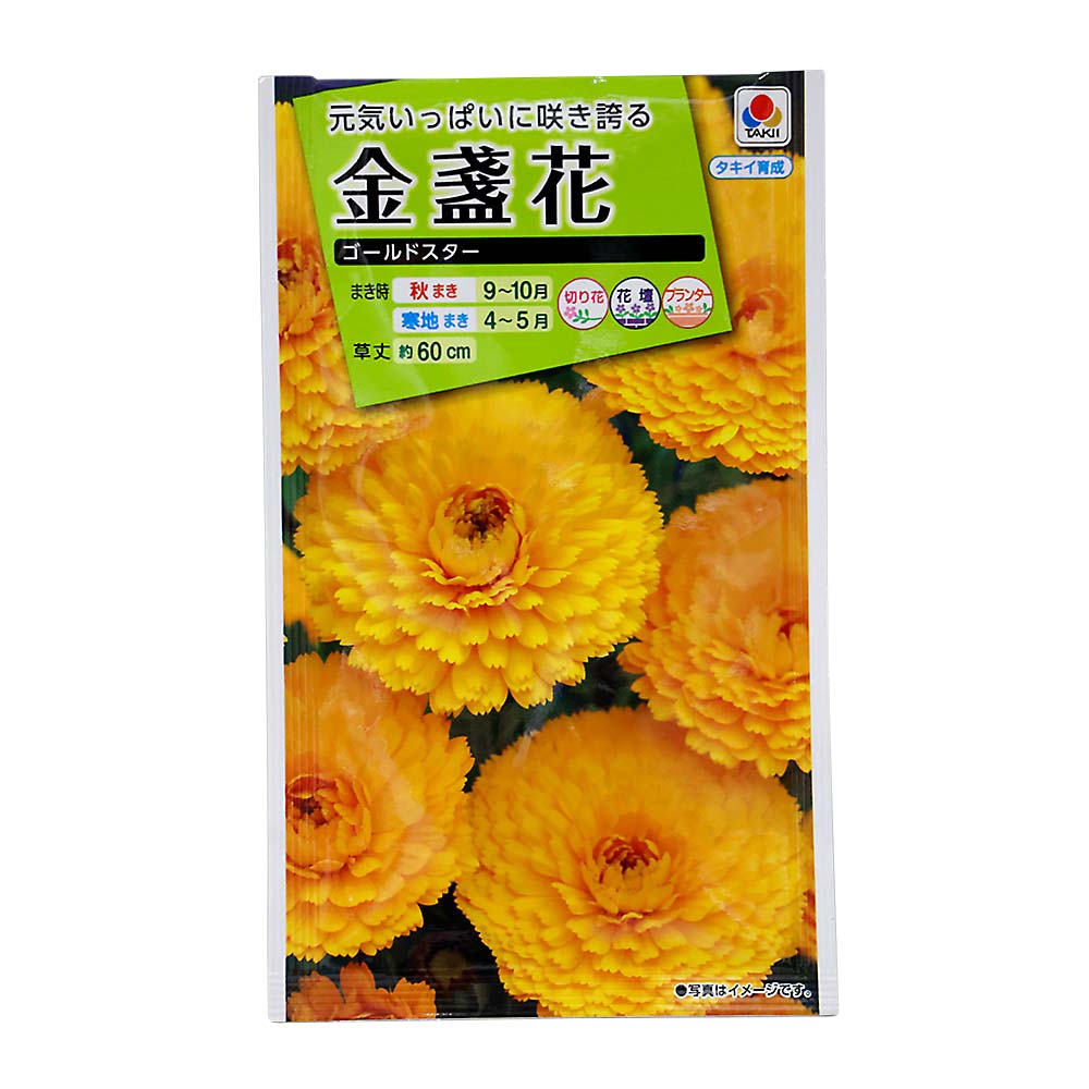 金盞花 ゴールドスター　秋まき