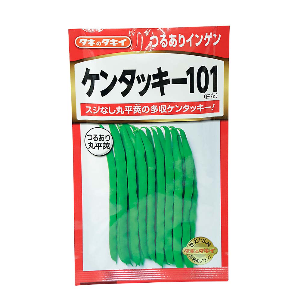 つるありインゲン ケンタッキ-101　春まき