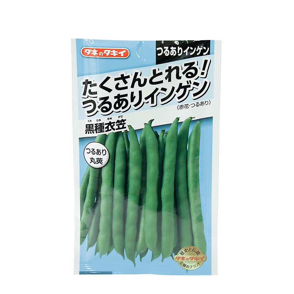 つるありインゲン 黒種衣笠　春まき