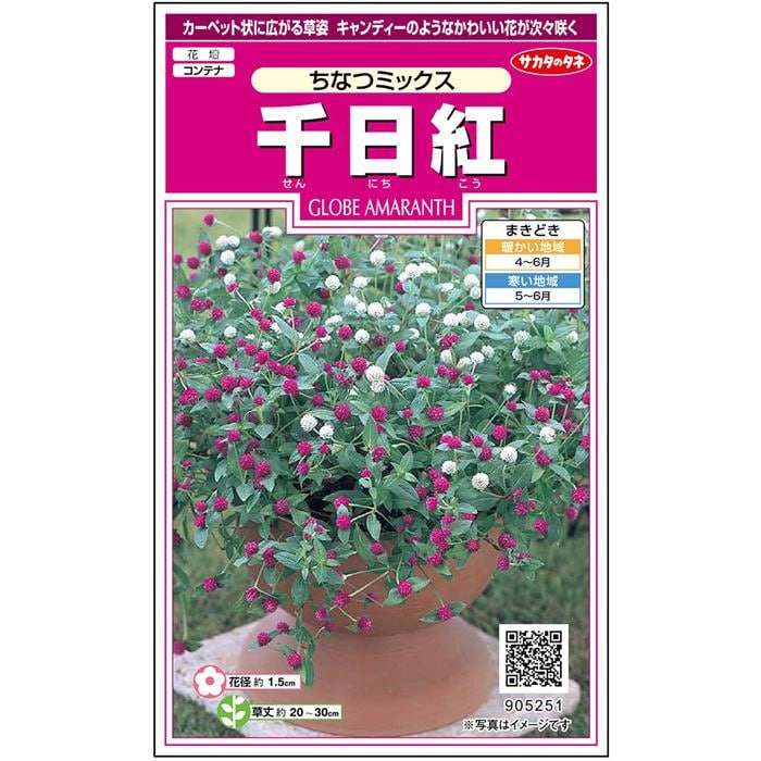 千日紅＿ちなつミックス　春秋兼用
