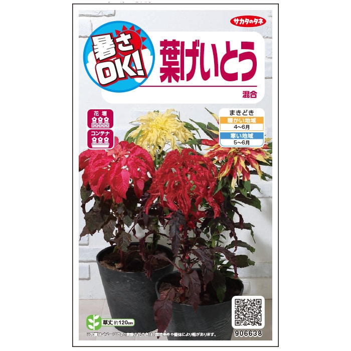けいとう＿葉げいとう＿混合　春秋兼用