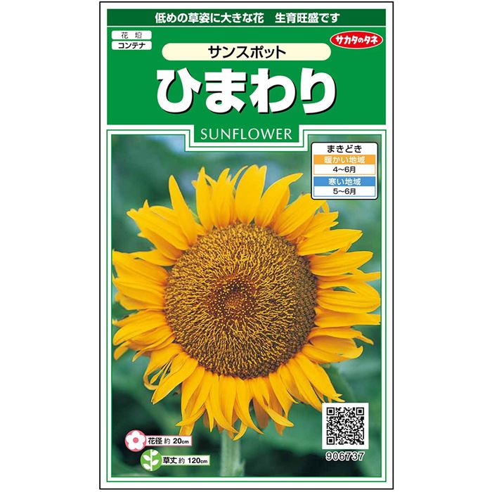 ひまわり＿サンスポット　春秋兼用