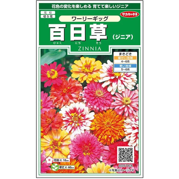 百日草＿ワーリーギッグ　春秋兼用