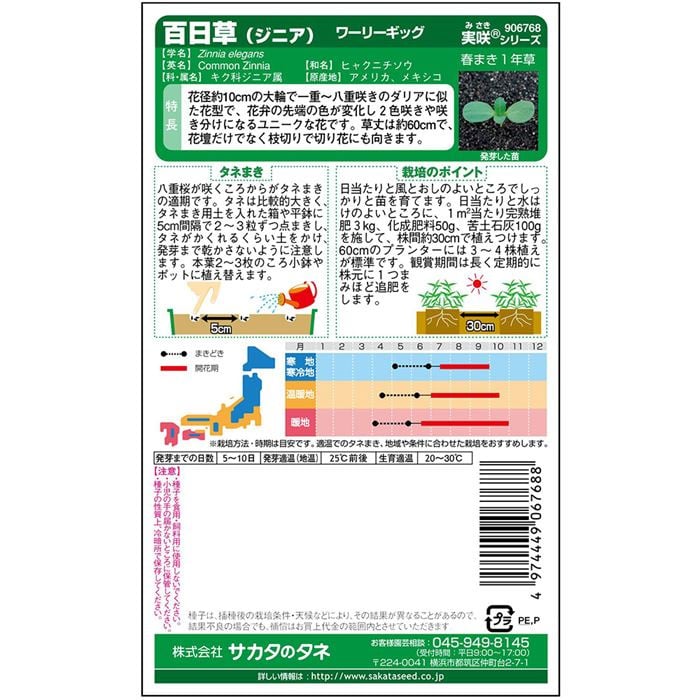 百日草＿ワーリーギッグ　春秋兼用