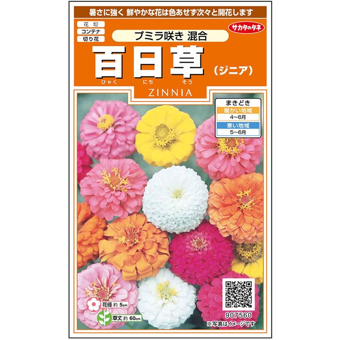 百日草＿プミラ咲き＿混合　春まき