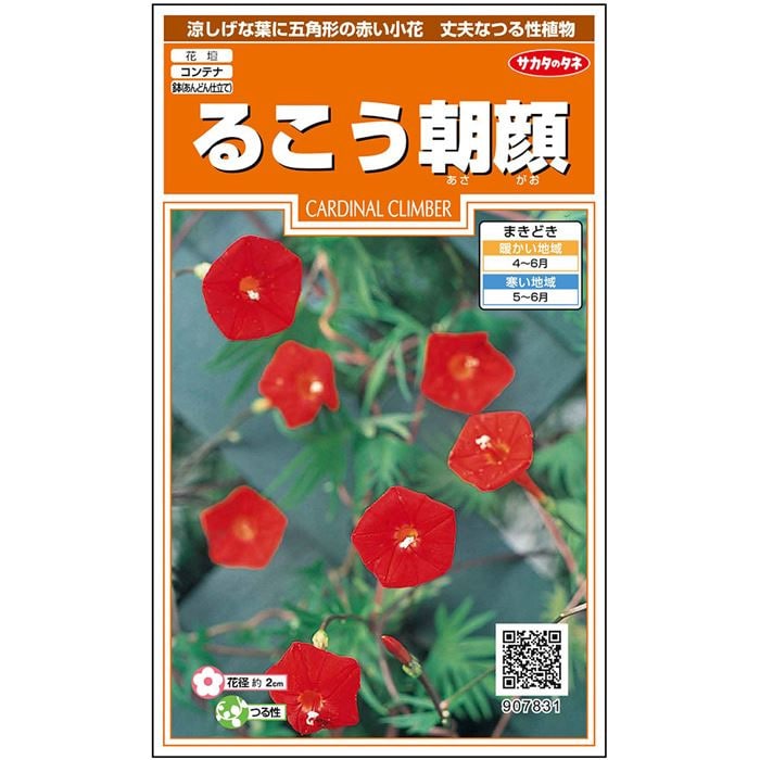 朝顔＿るこう朝顔　春まき