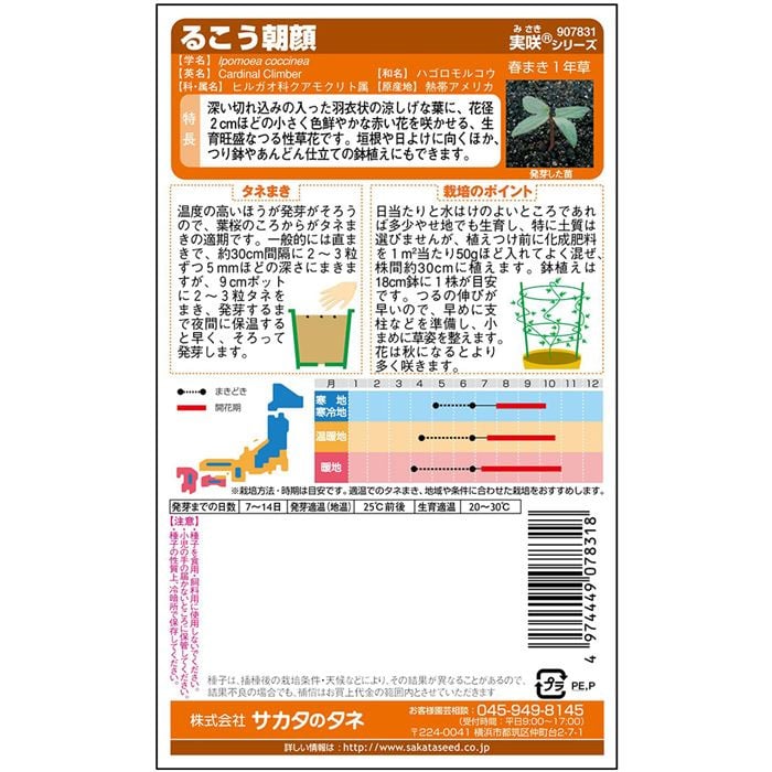 朝顔＿るこう朝顔　春まき