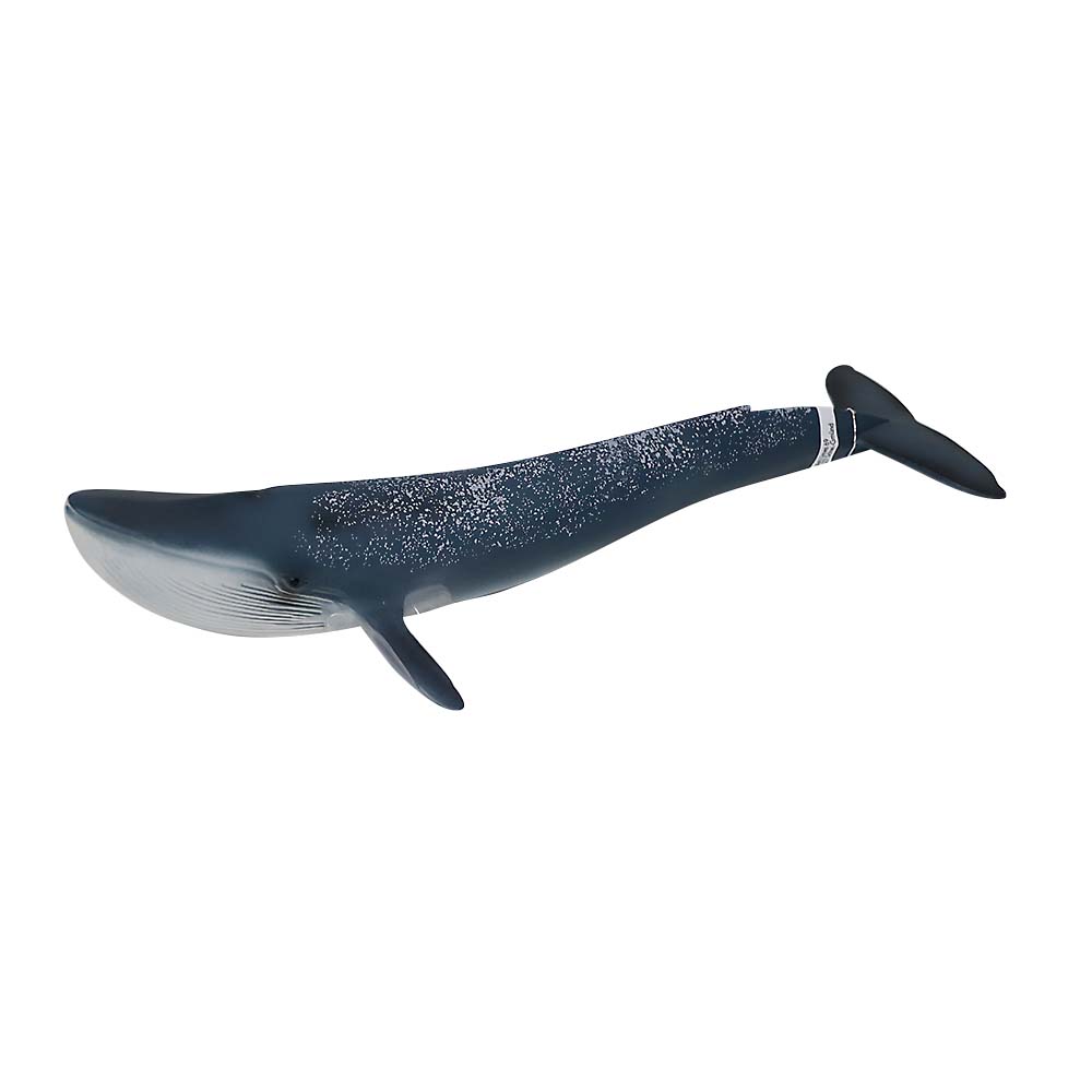 シロナガスクジラ　１４８０６