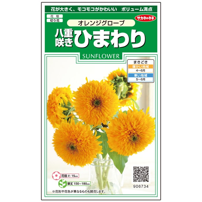 ヒマワリ　八重咲きひまわり　オレンジグローブ　春秋兼用