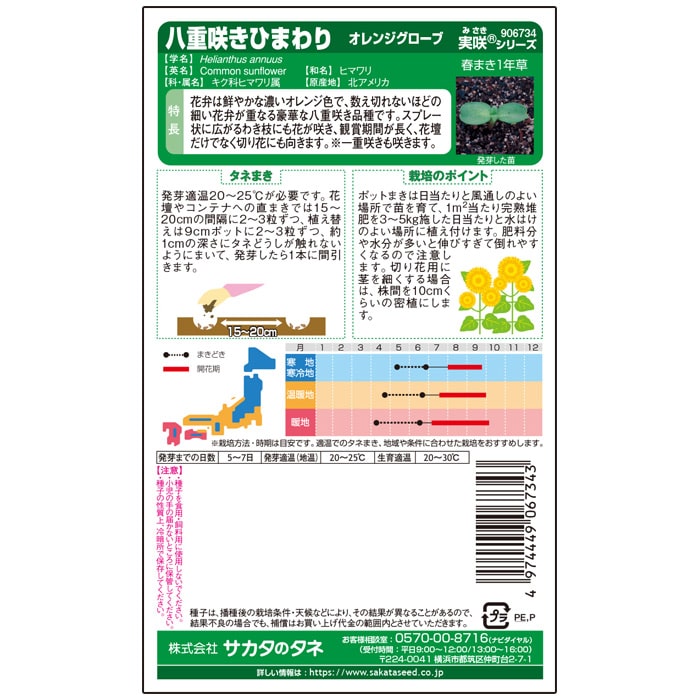 ヒマワリ　八重咲きひまわり　オレンジグローブ　春秋兼用