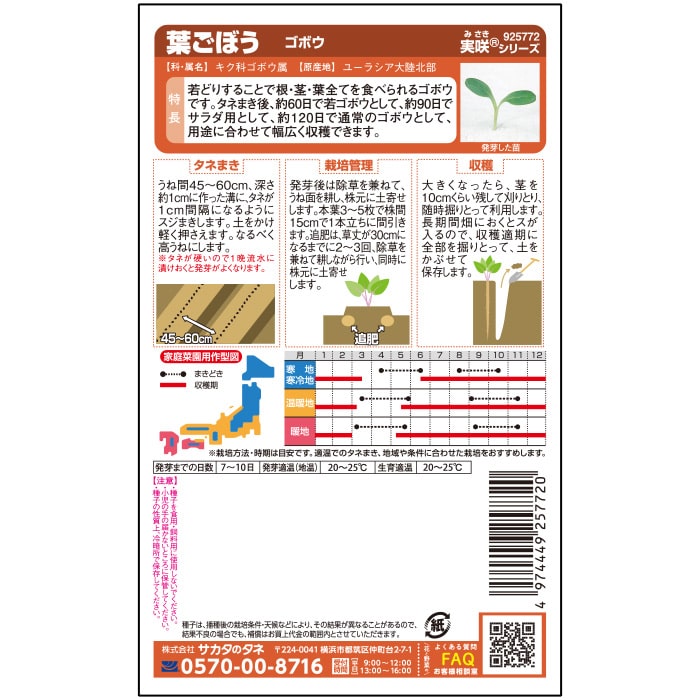 ゴボウ 葉ごぼう　春秋兼用