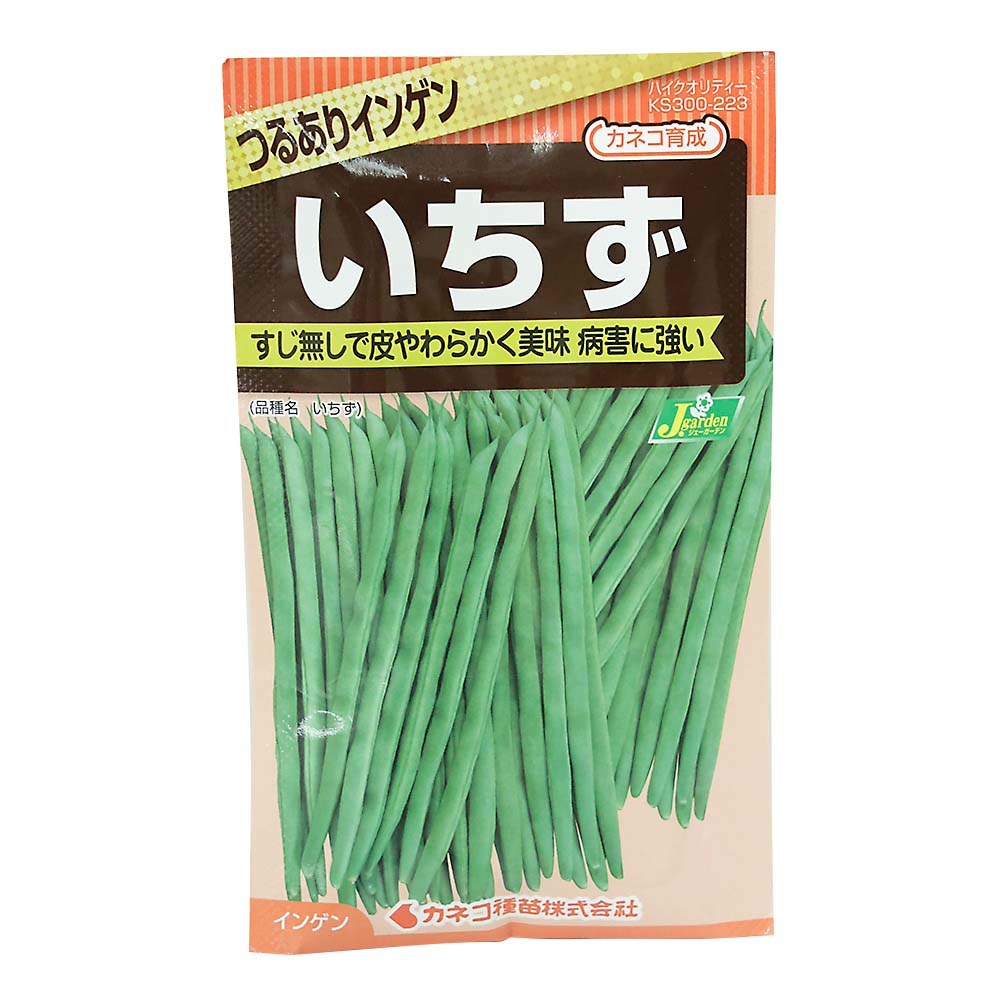 インゲン つるありインゲン いちず　春まき