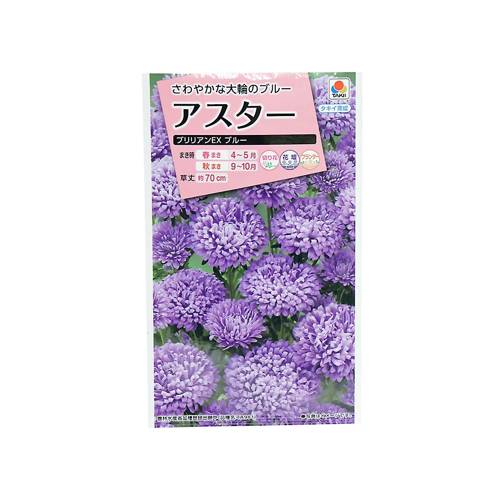 アスター ブリリアンEXブルー　春まき