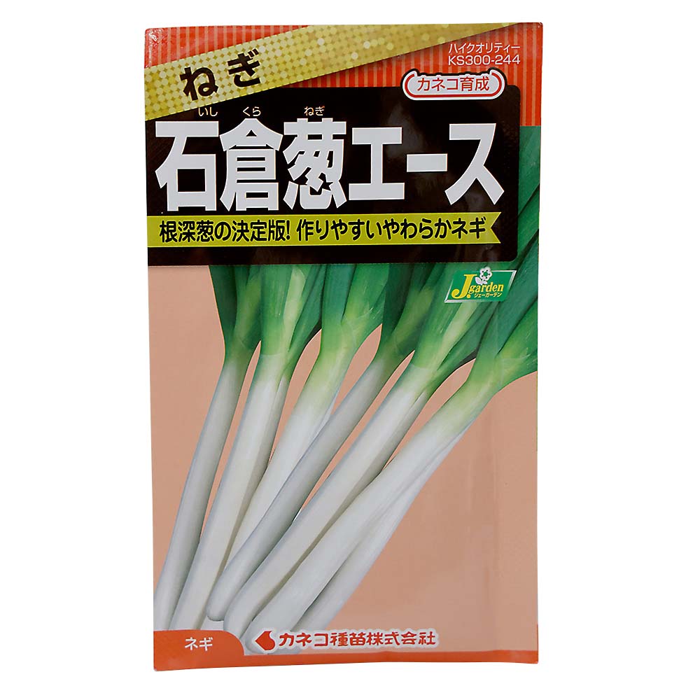 ネギ 石倉葱エース　春秋兼用