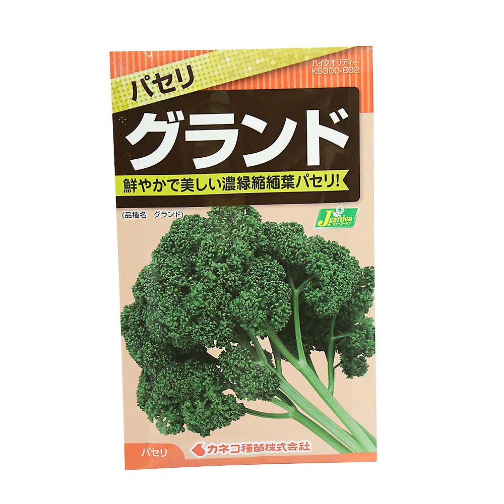 パセリ グランド　春秋兼用