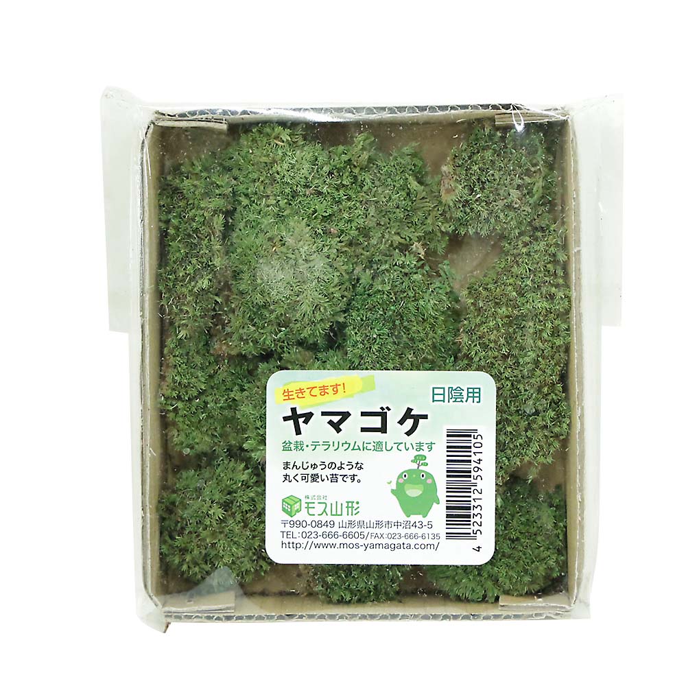 MY 盆栽用コケパッケージ M ヤマゴケ　MY-1