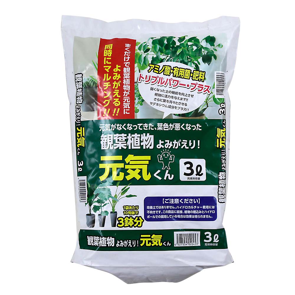 観葉植物よみがえり元気くん 3L | ジョイフル本田 取り寄せ＆店舗受取